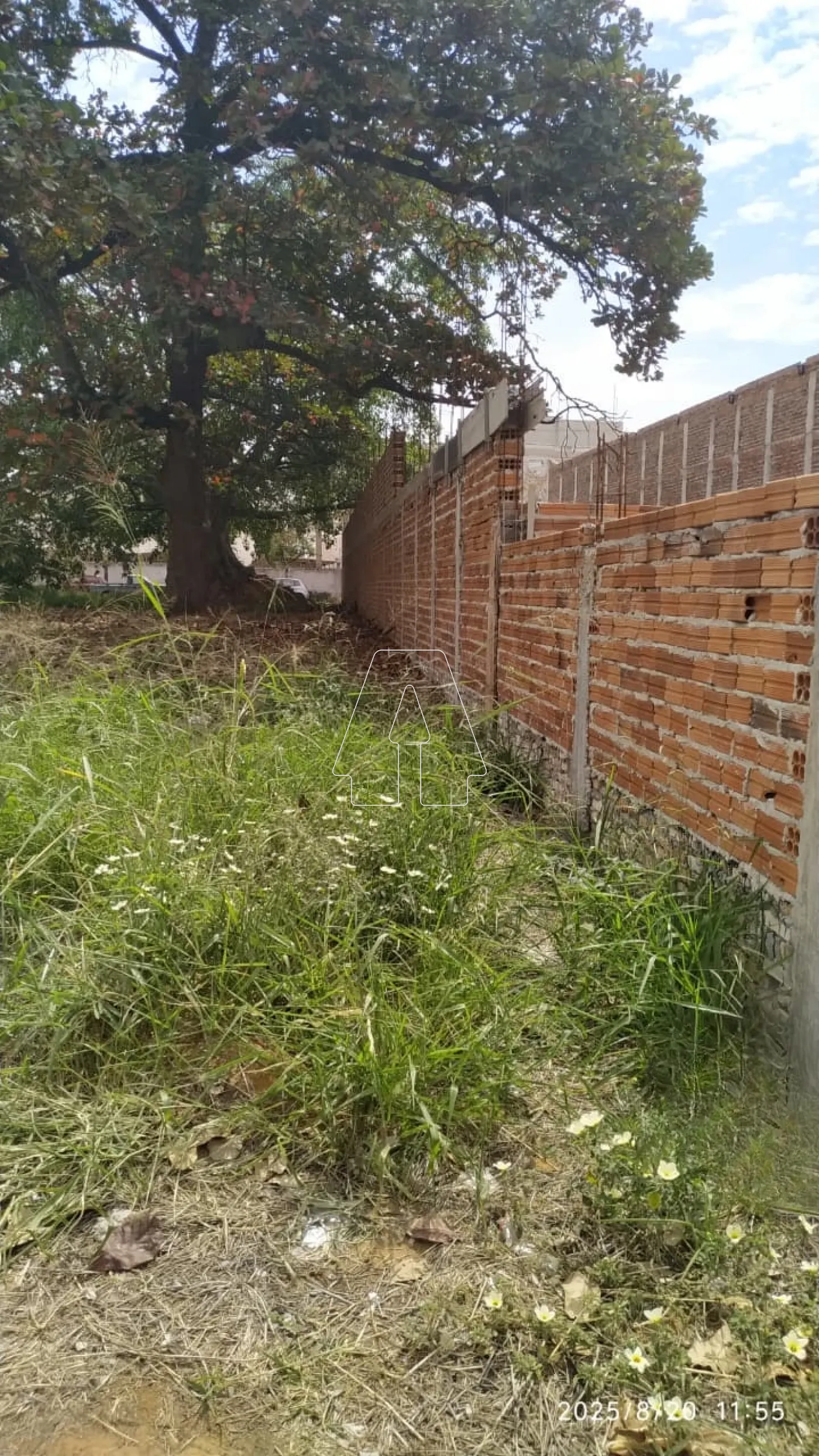 Alugar Terreno / Padrão em Araçatuba R$ 3.000,00 - Foto 4