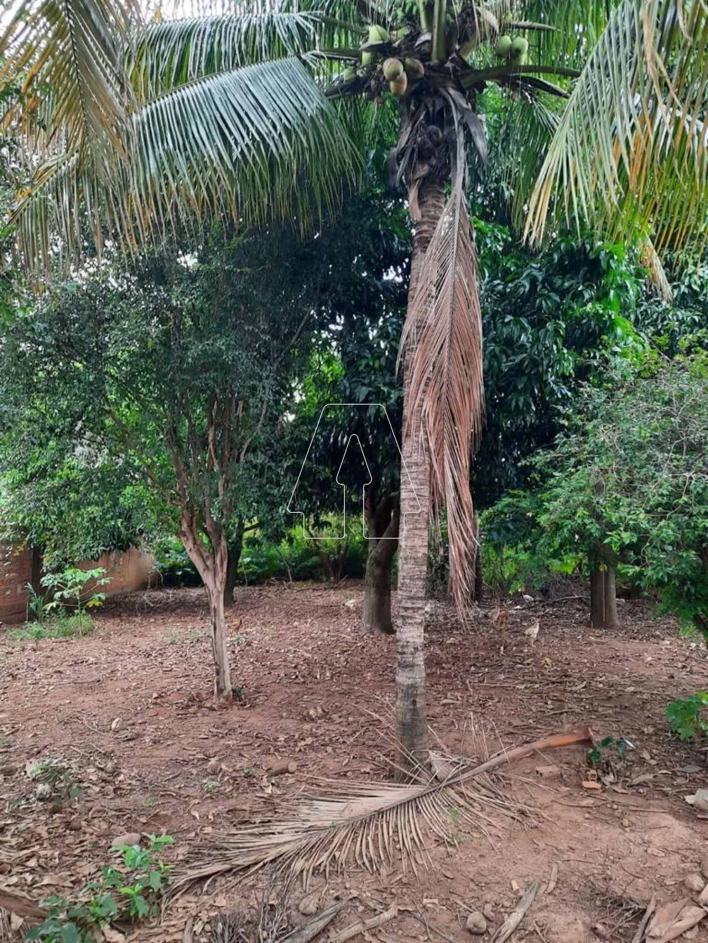 Comprar Rural / Chácara em ARAÇATUBA R$ 350.000,00 - Foto 13