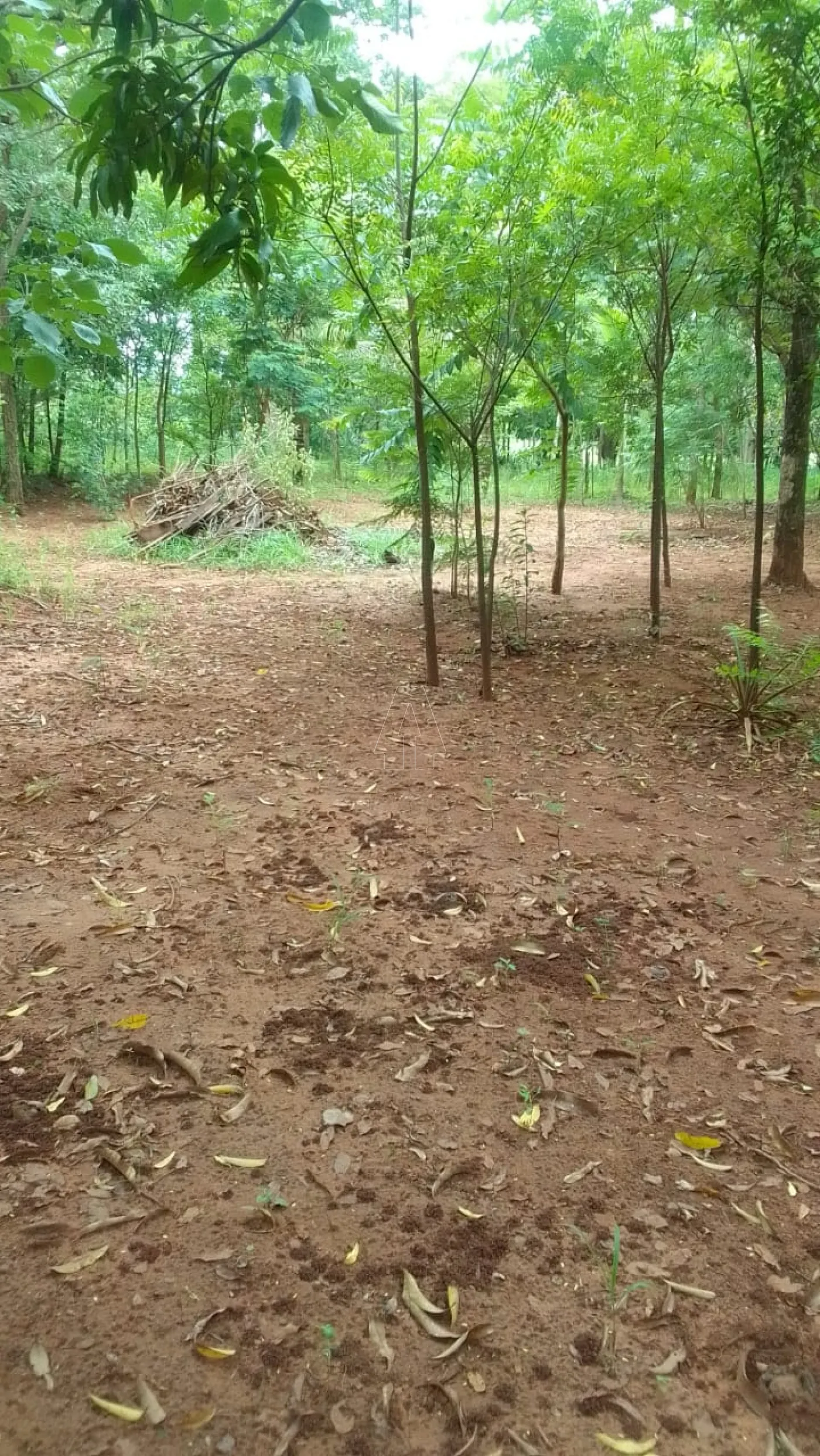 Comprar Casa / sitio em Suzanápolis R$ 700.000,00 - Foto 11