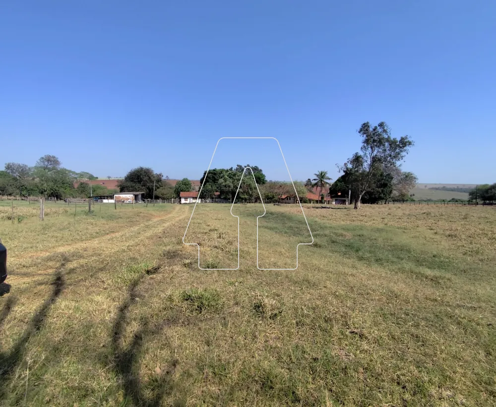 Comprar Rural / Sítio em Guararapes R$ 1.850.000,00 - Foto 11
