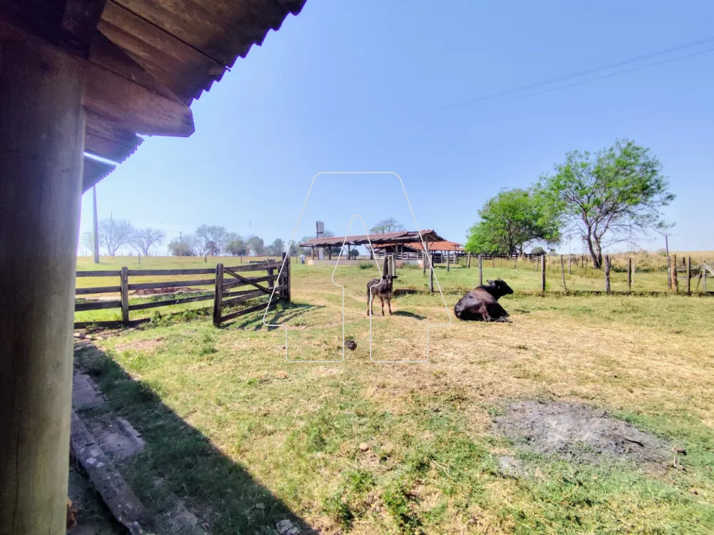 Comprar Rural / Sítio em Guararapes R$ 1.850.000,00 - Foto 14