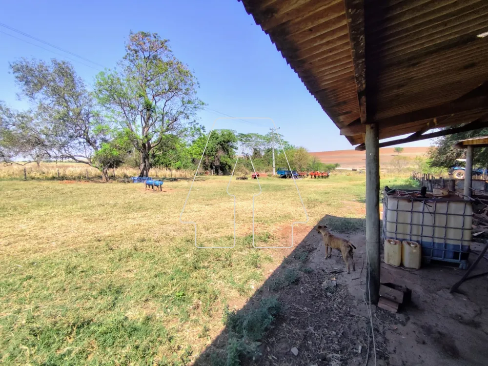 Comprar Rural / Sítio em Guararapes R$ 1.850.000,00 - Foto 19