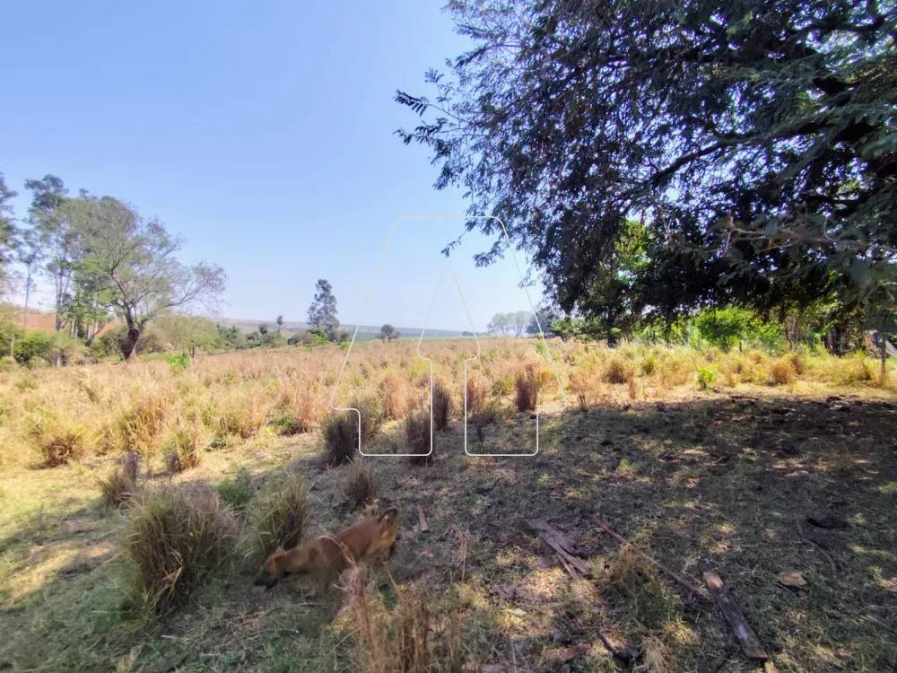 Comprar Rural / Sítio em Guararapes R$ 1.850.000,00 - Foto 20