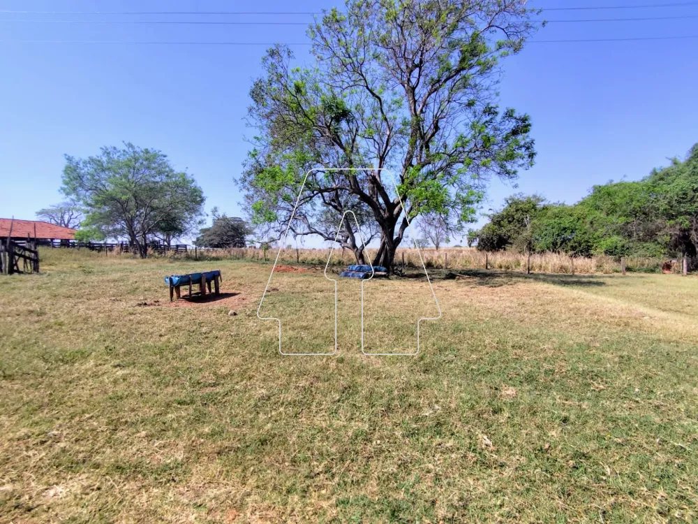 Comprar Rural / Sítio em Guararapes R$ 1.850.000,00 - Foto 26