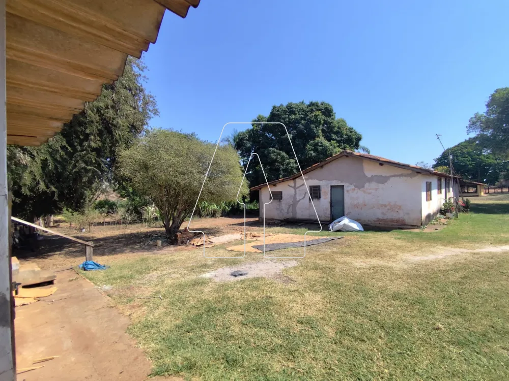 Comprar Rural / Sítio em Guararapes R$ 1.850.000,00 - Foto 28