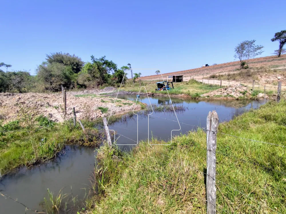 Comprar Rural / Sítio em Guararapes R$ 1.850.000,00 - Foto 30