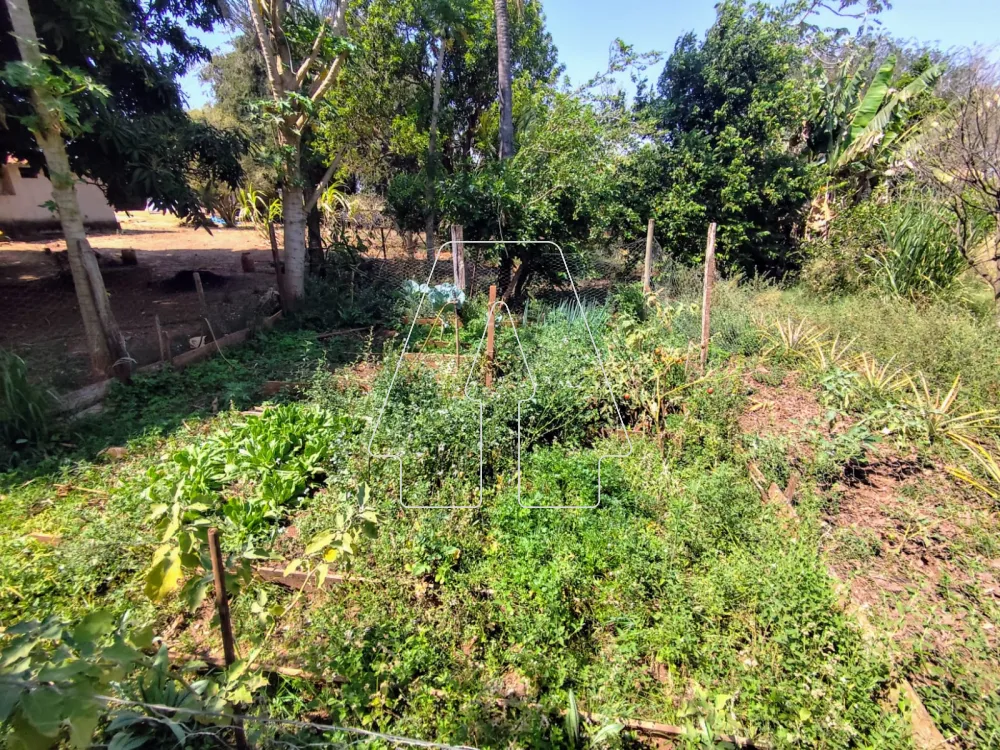 Comprar Rural / Sítio em Guararapes R$ 1.850.000,00 - Foto 33
